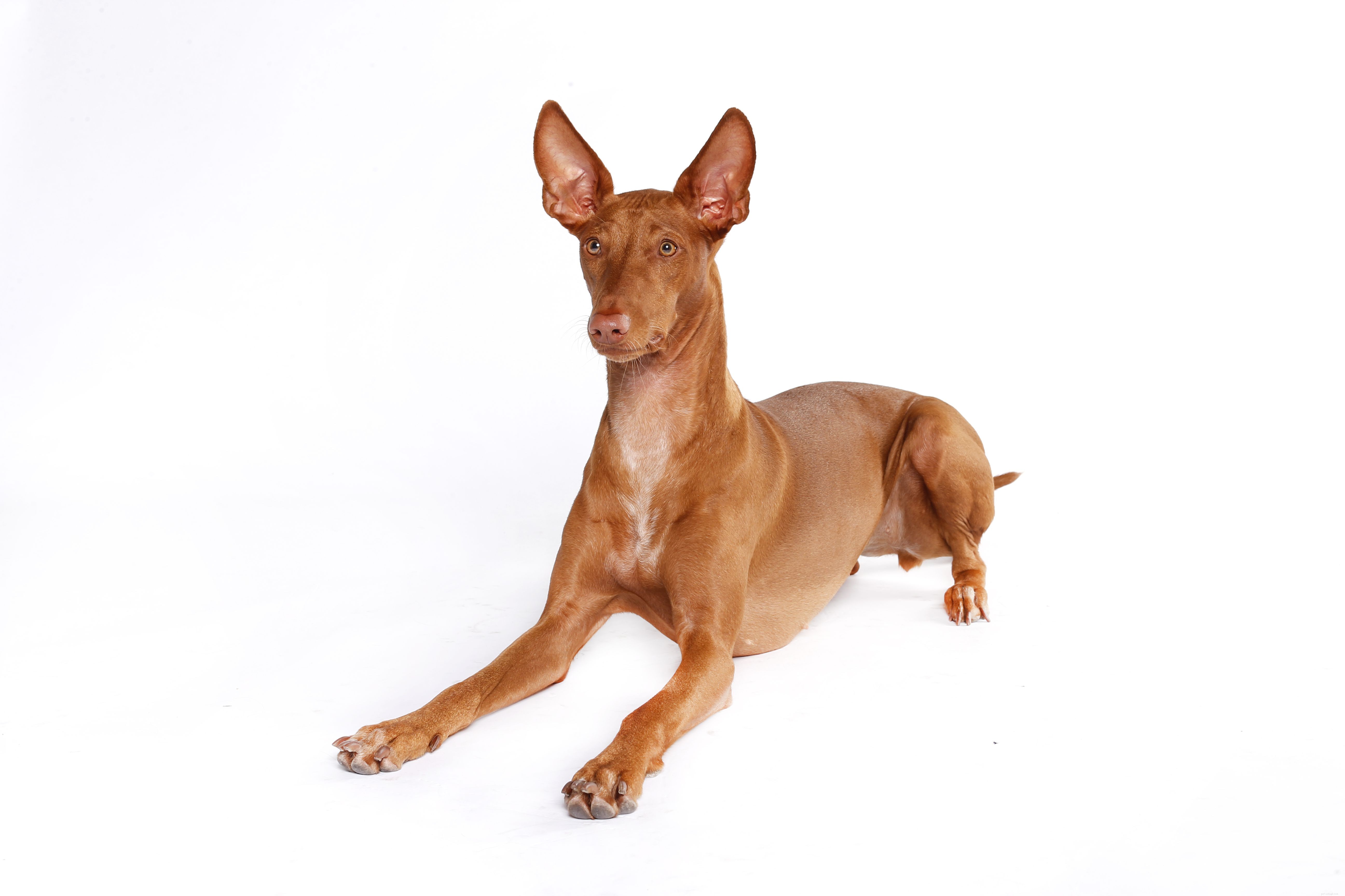 Explore 10 Rare & Distinctive Dog Breeds You Might Not Know