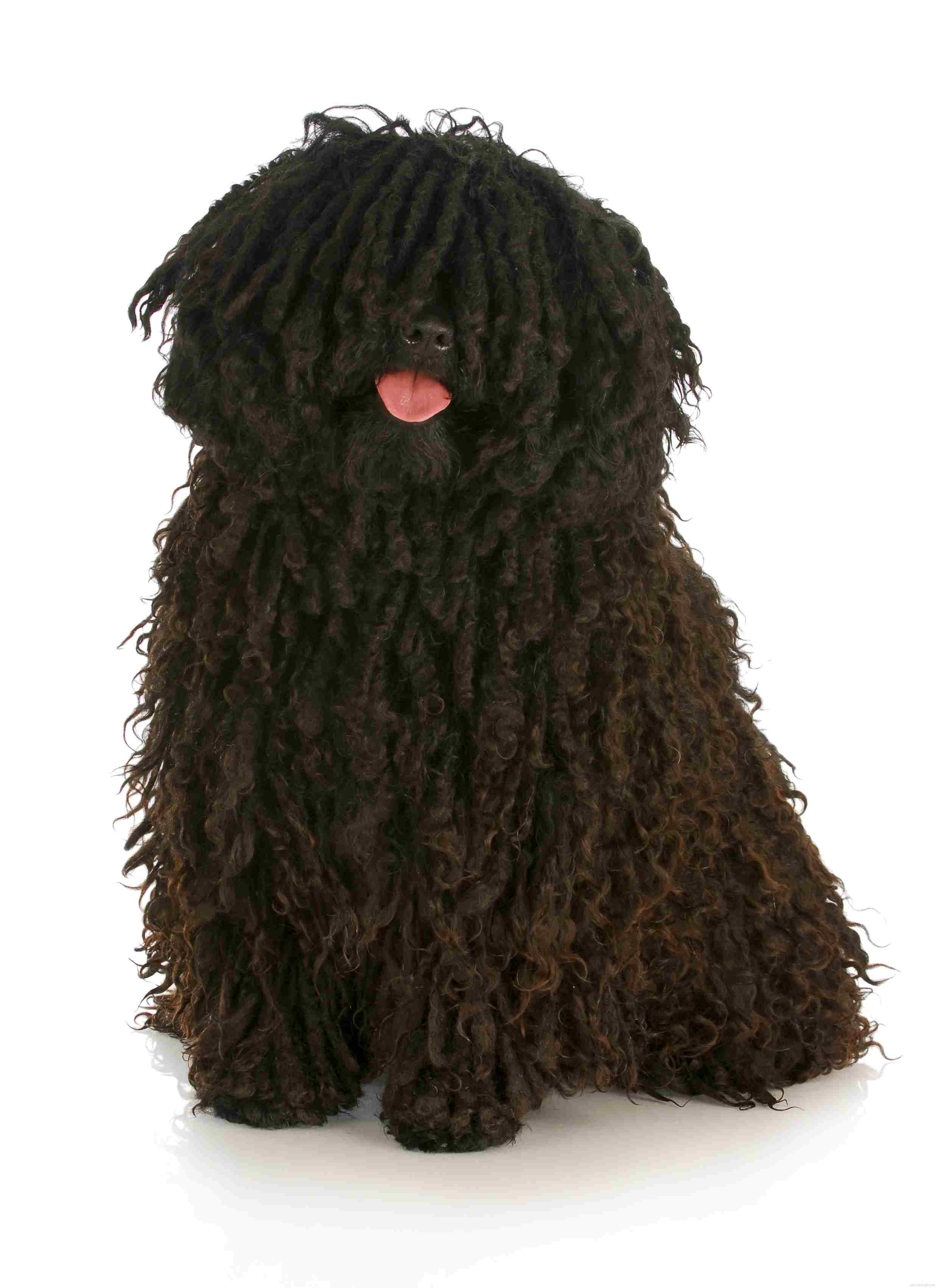 Explore 10 Rare & Distinctive Dog Breeds You Might Not Know