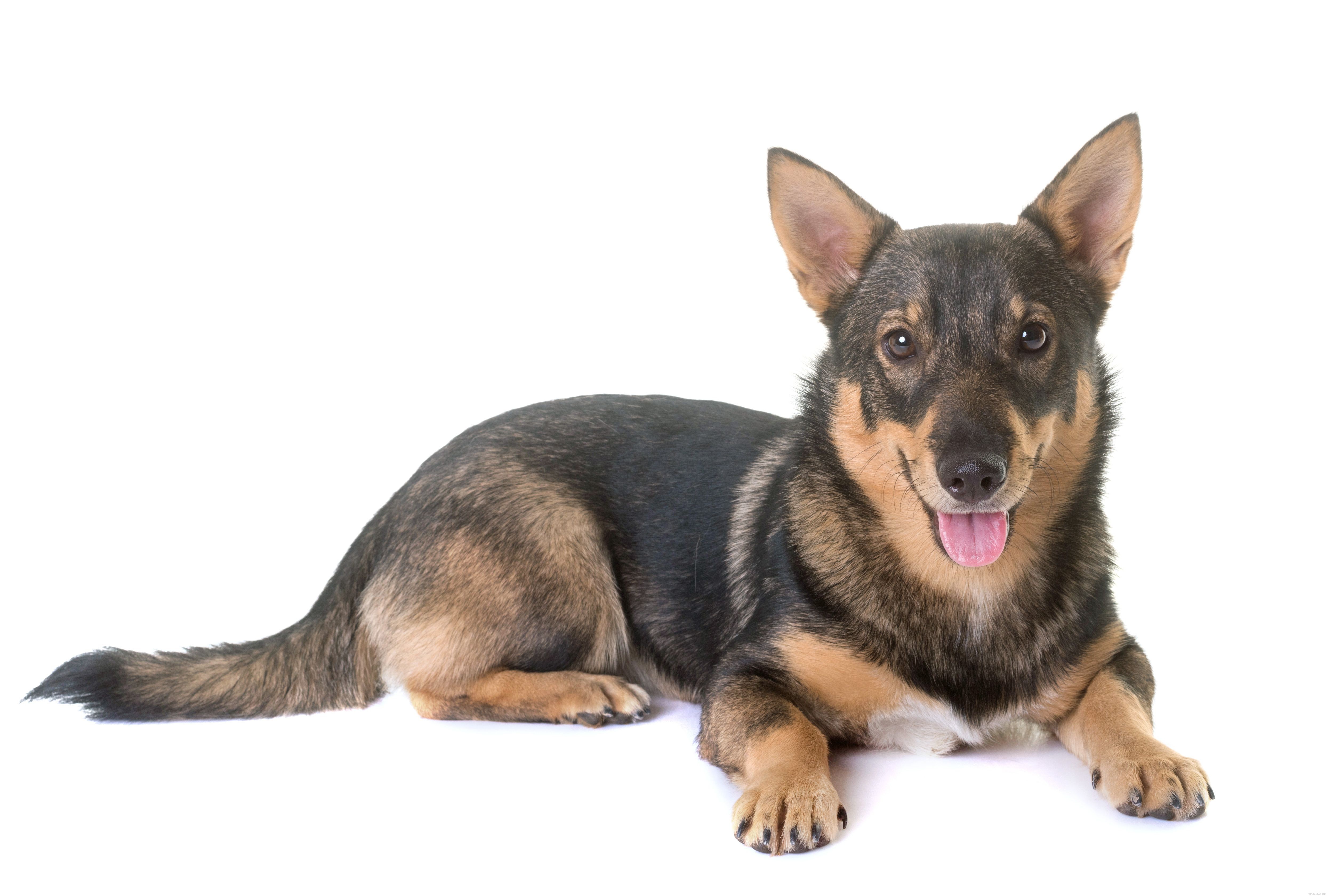 Explore 10 Rare & Distinctive Dog Breeds You Might Not Know