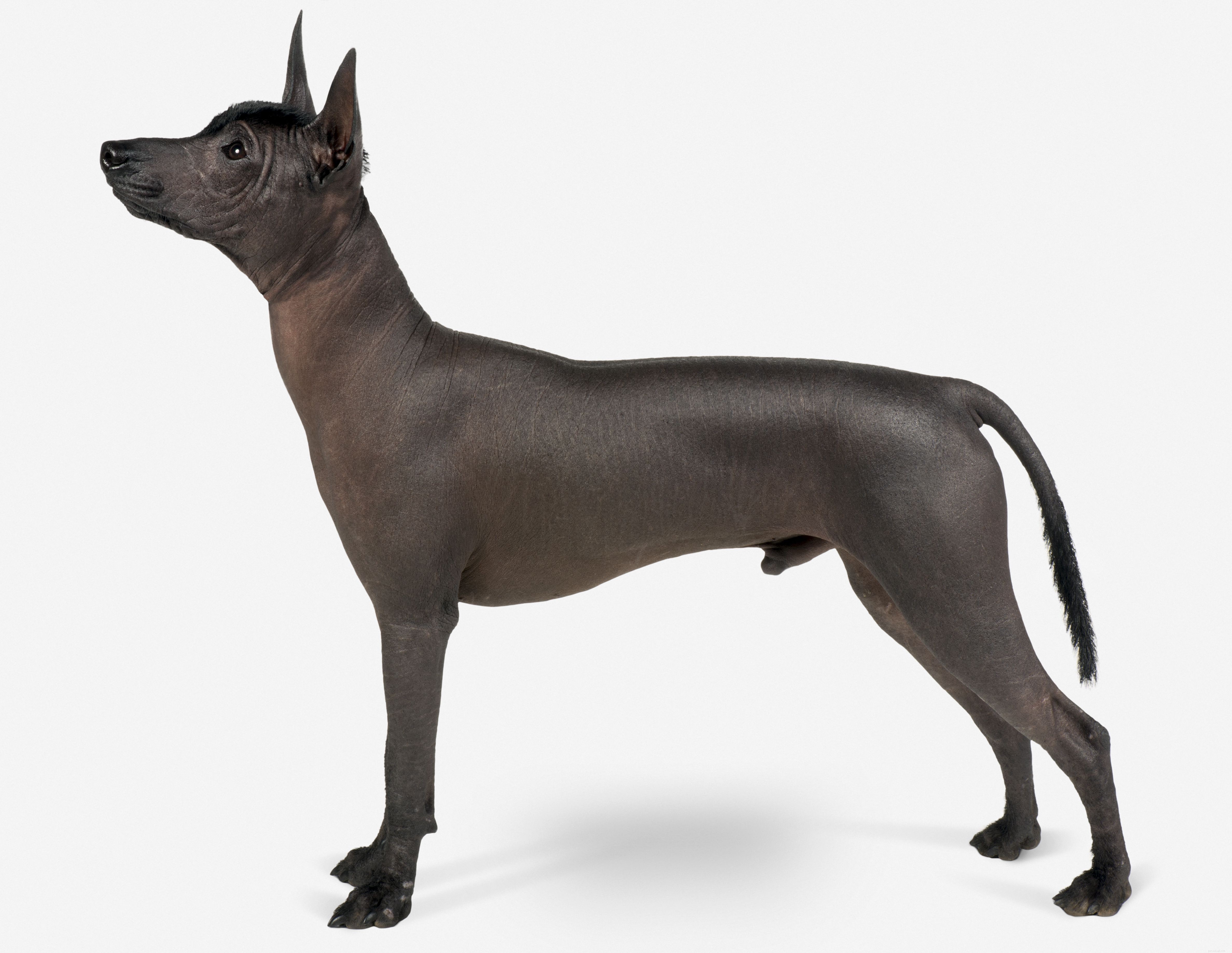 Explore 10 Rare & Distinctive Dog Breeds You Might Not Know