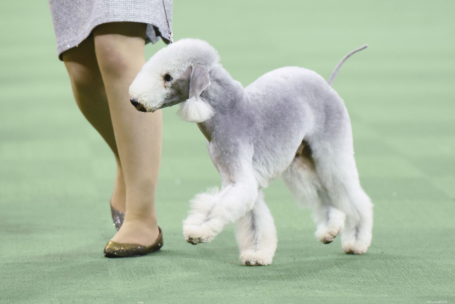 Bedlington Terrier Overview: Traits, History, and Care Guide