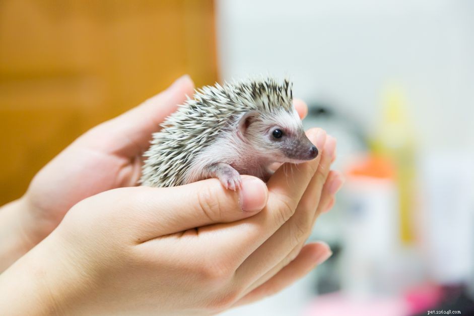 Essential Hedgehog Handling Guide: Tips for Safe, Stress-Free Interaction