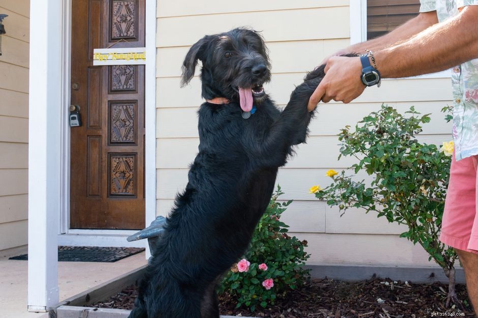 Stop Puppies from Jumping on People – Quick, Proven Training Tips