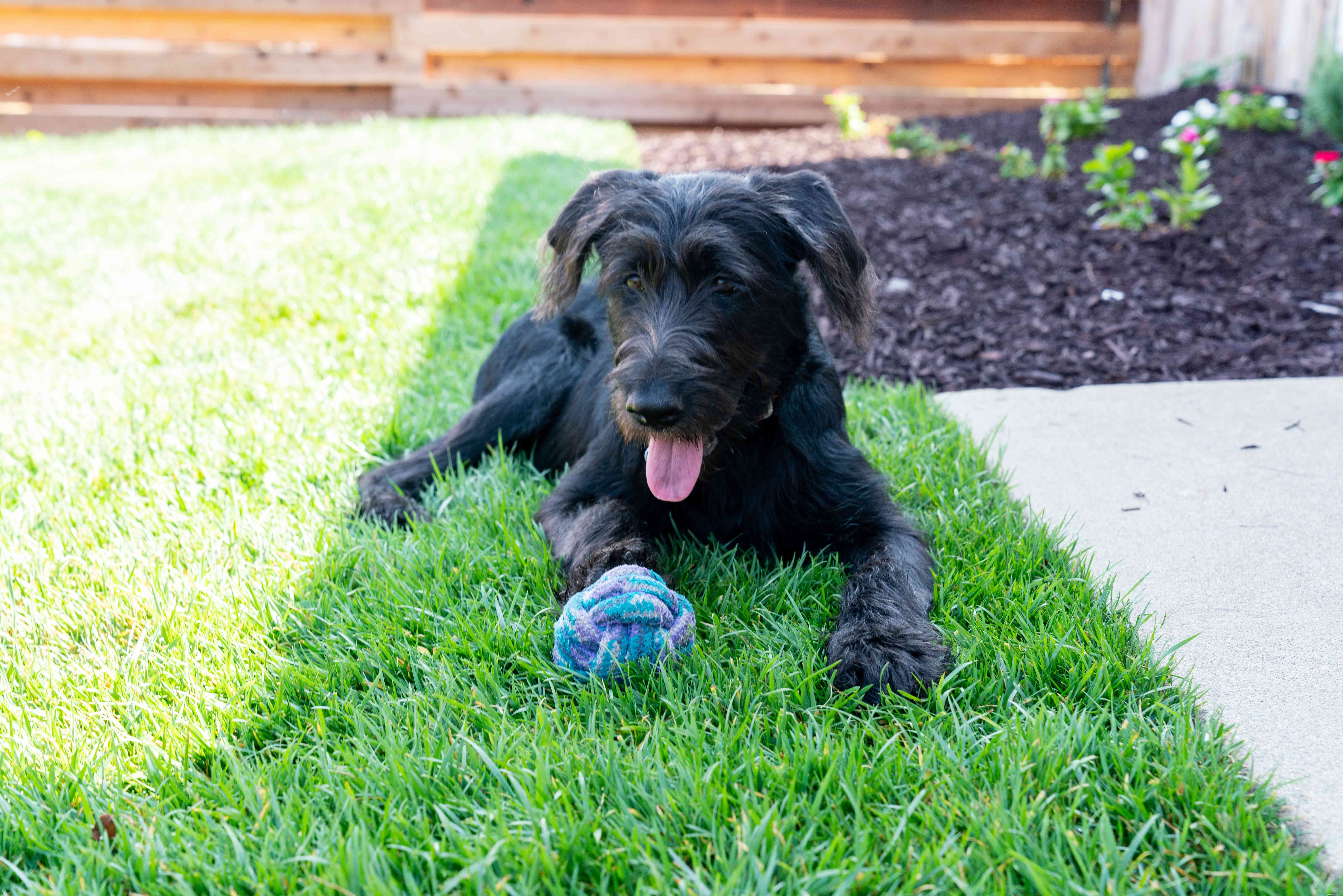 Stop Puppies from Jumping on People – Quick, Proven Training Tips