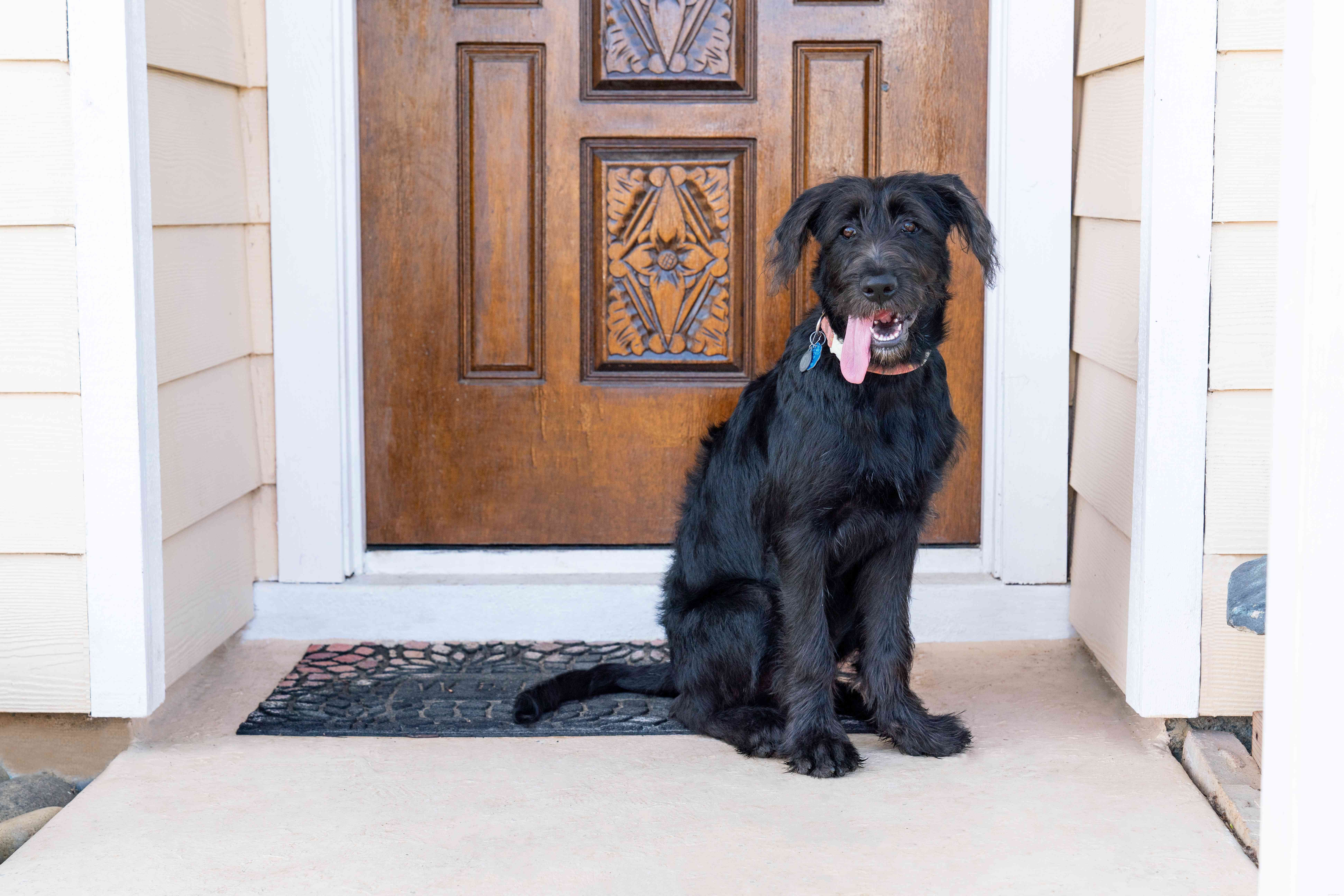 Stop Puppies from Jumping on People – Quick, Proven Training Tips