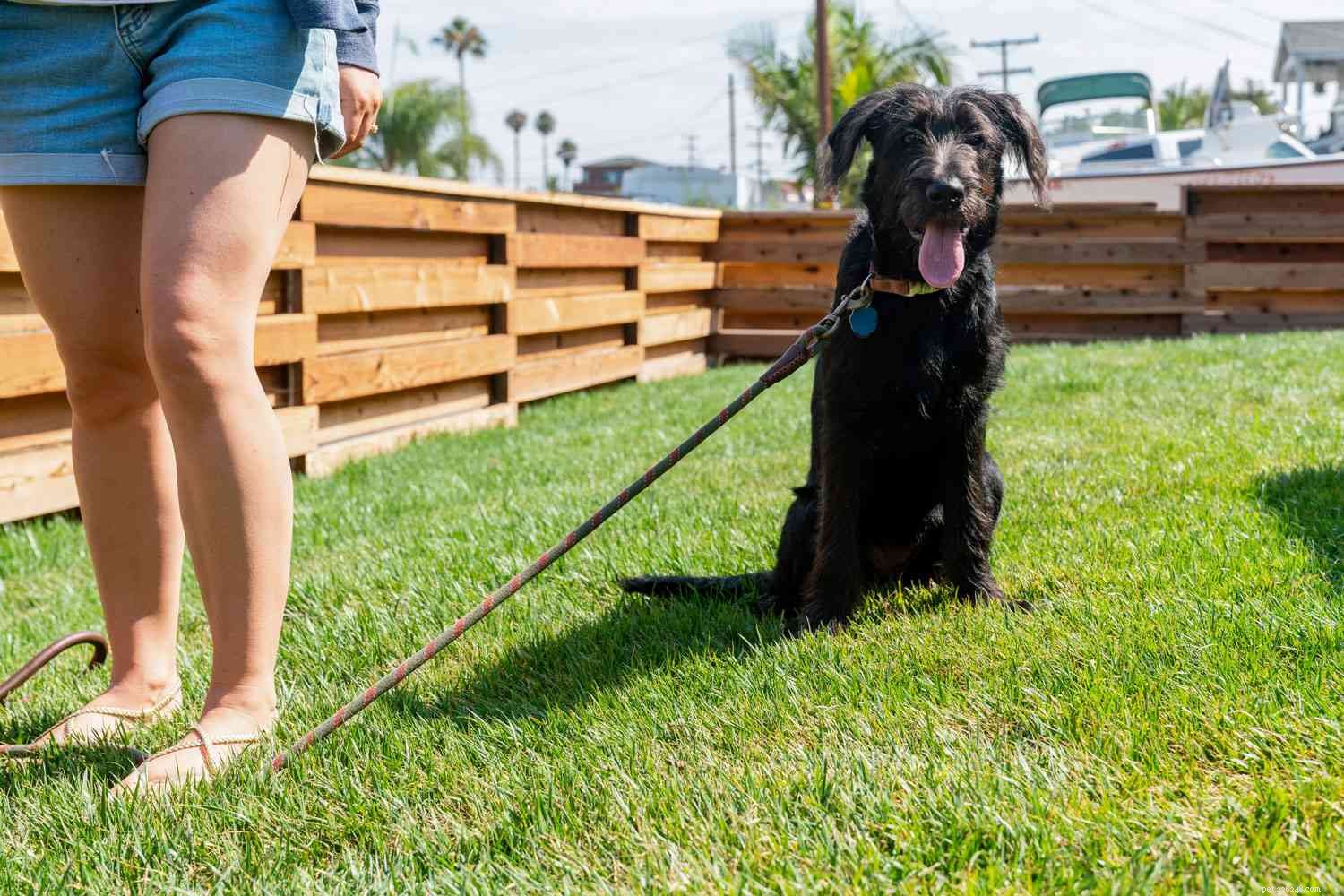 Stop Puppies from Jumping on People – Quick, Proven Training Tips