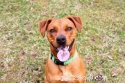 Taiwan Dog (Formosan Mountain Dog): Comprehensive Breed Profile