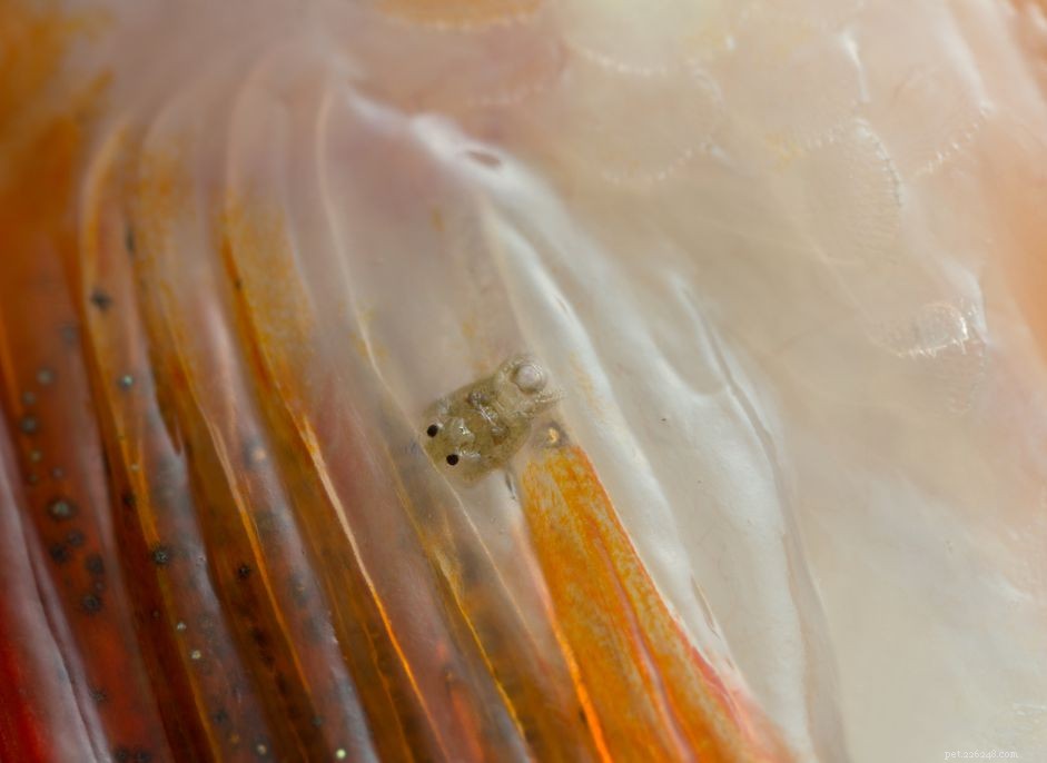 Understanding and Treating Lice Infestations in Freshwater Fish