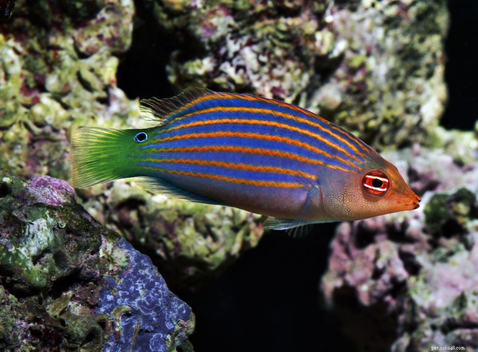 Six-Line Wrasse (Hollandaichthys spp.) – Expert Profile & Care Guide