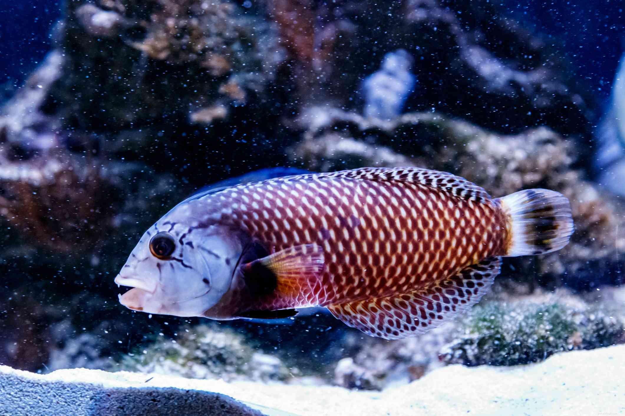 Six-Line Wrasse (Hollandaichthys spp.) – Expert Profile & Care Guide