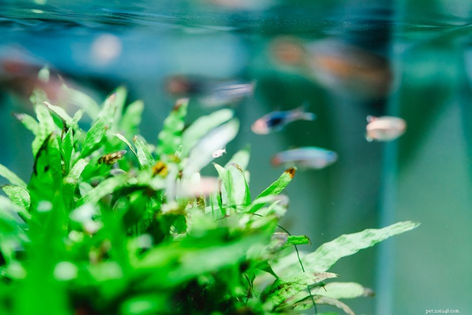 Expert Guide: Removing Algae from Aquarium Plants Without Damage