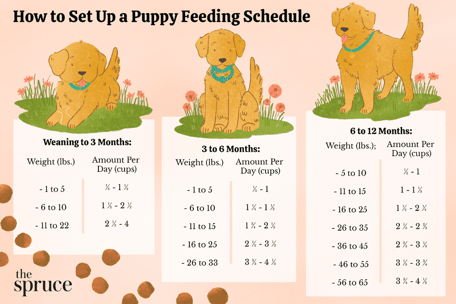 Mastering Puppy Nutrition: Expert Guide to Feeding Schedules