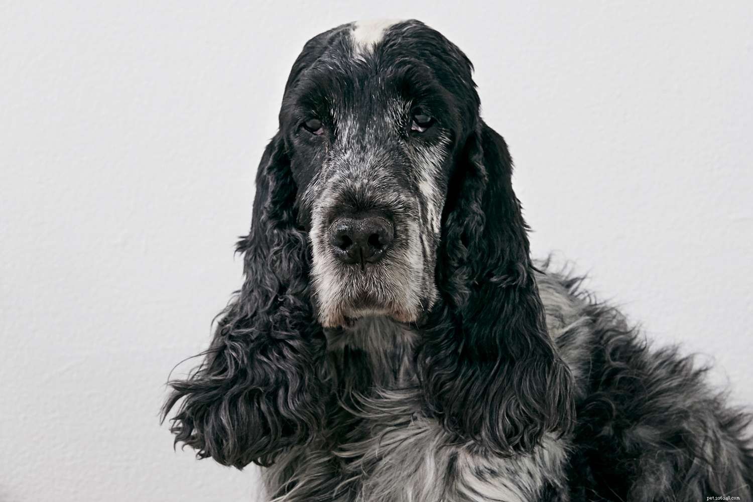 English Cocker Spaniel: Complete Breed Profile & Care Guide