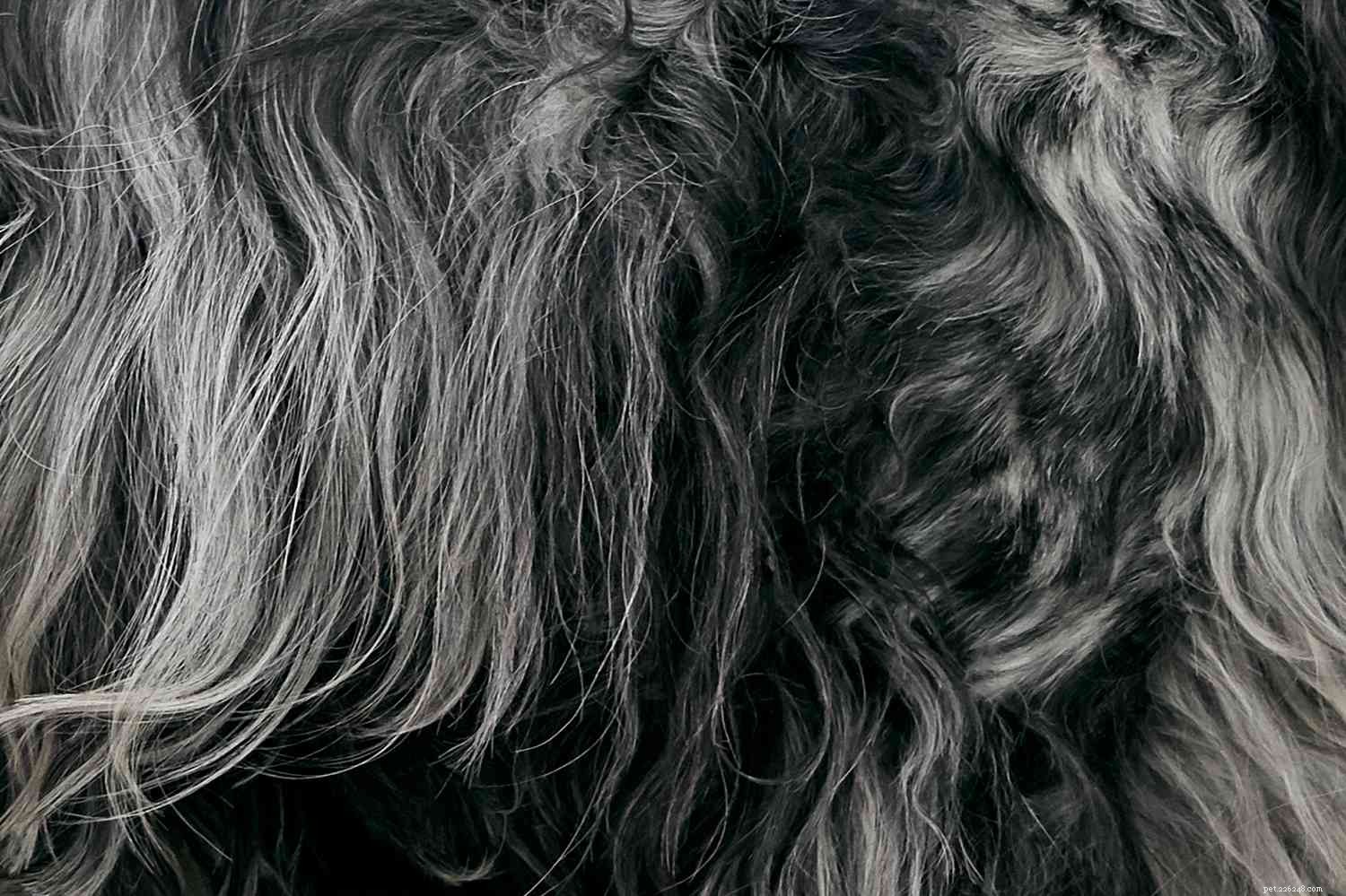 English Cocker Spaniel: Complete Breed Profile & Care Guide