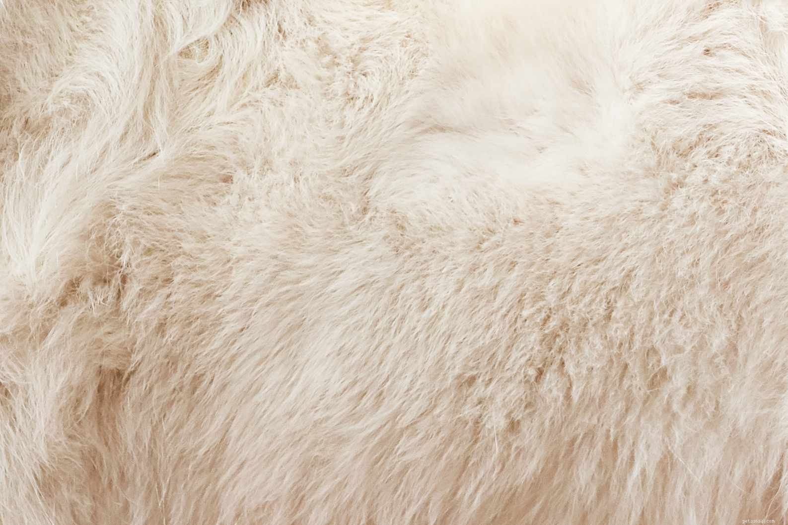 Samoyed (Sammie) Dog Breed Profile: Traits, Care, and Training Guide
