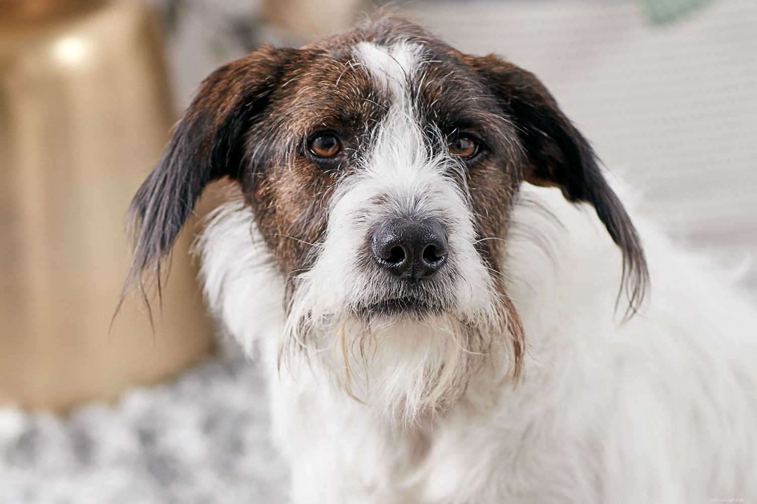 The Joy of Mutts: Why Mixed-Breed Dogs Make Great Companions