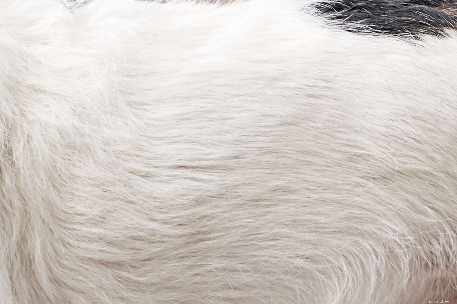 The Joy of Mutts: Why Mixed-Breed Dogs Make Great Companions