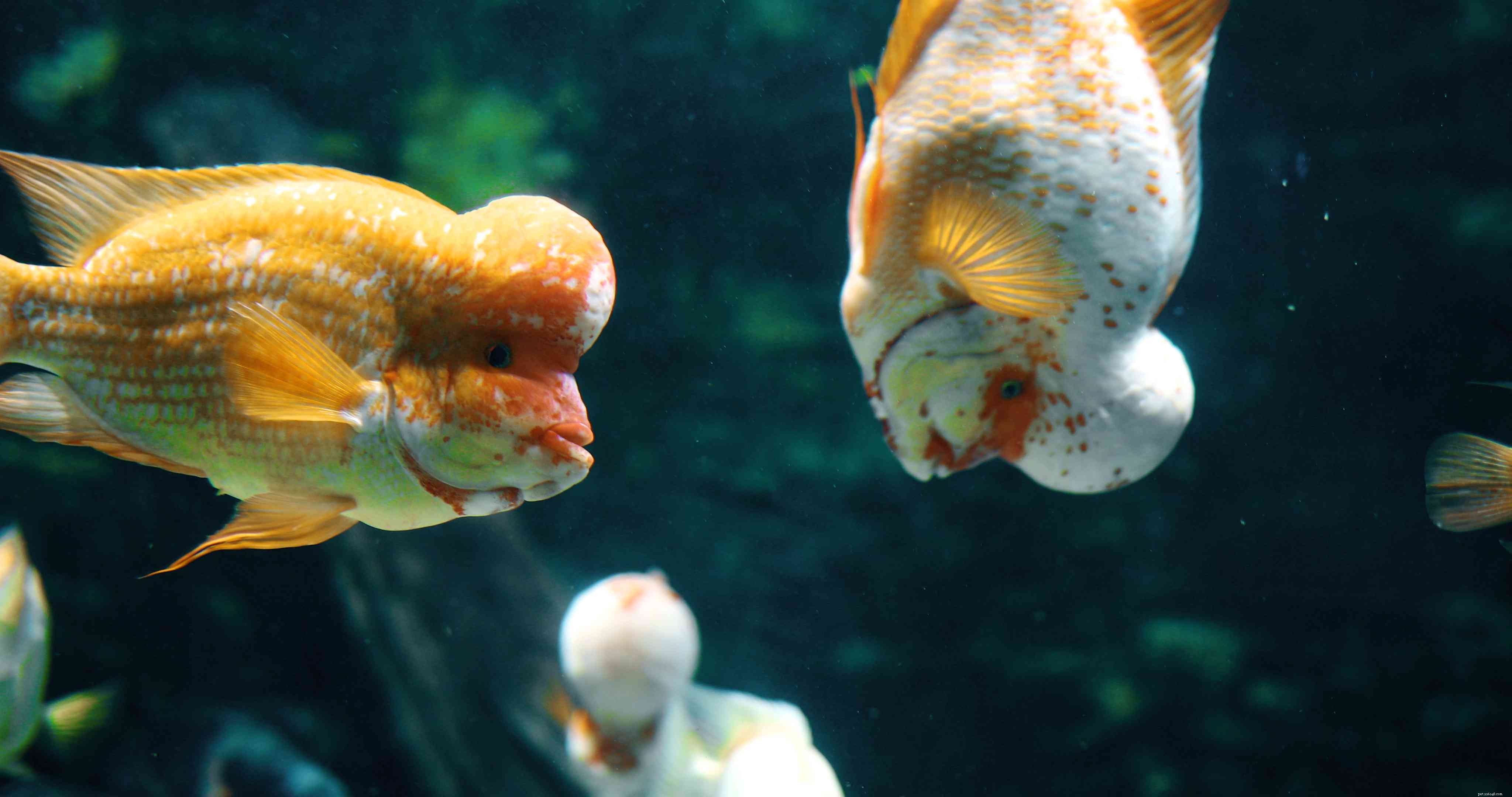 Flower Horn Cichlid (Cichlasoma sp.): Comprehensive Profile, Care Guide & Breeding Tips
