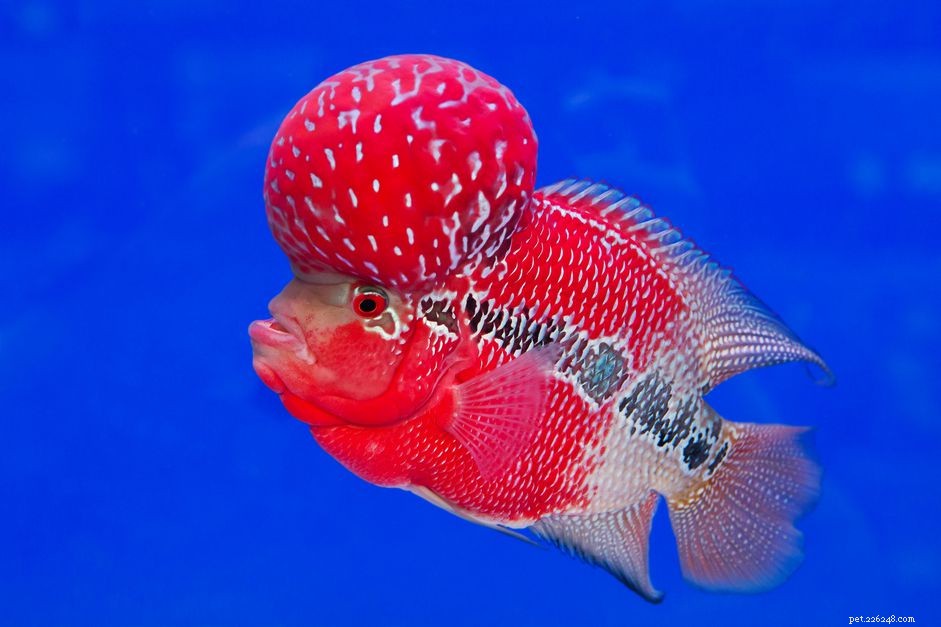 Flower Horn Cichlid (Cichlasoma sp.): Comprehensive Profile, Care Guide & Breeding Tips