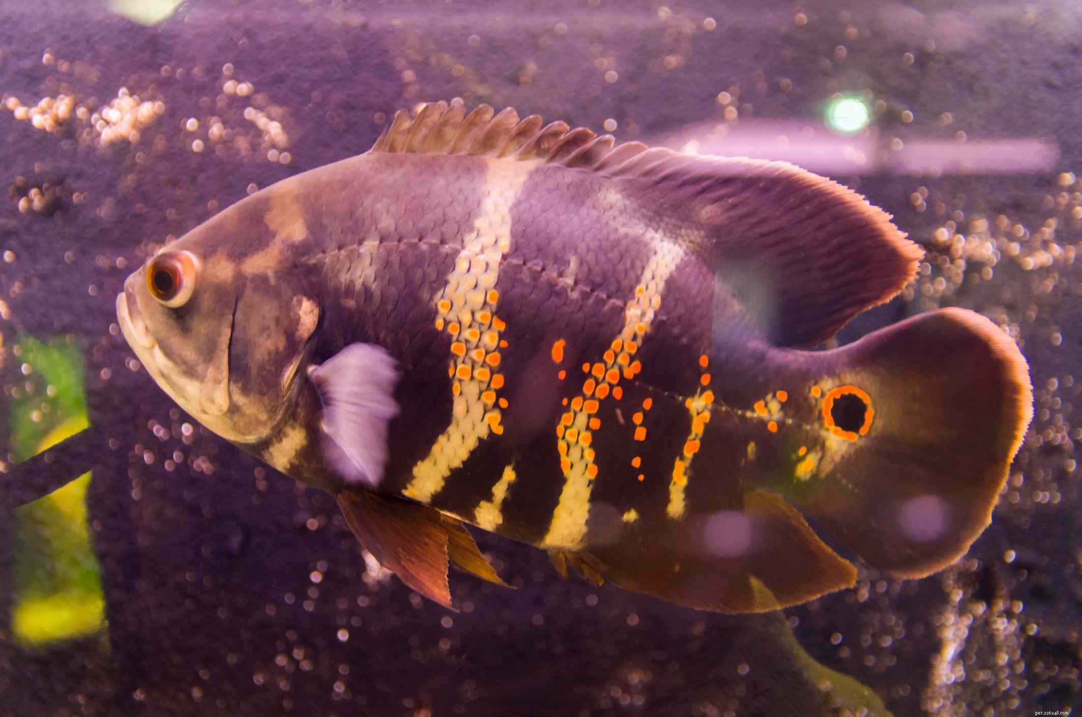 Flower Horn Cichlid (Cichlasoma sp.): Comprehensive Profile, Care Guide & Breeding Tips