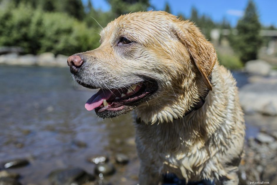 English Labrador: Comprehensive Breed Profile – Traits, History, Care & Adoption Guide