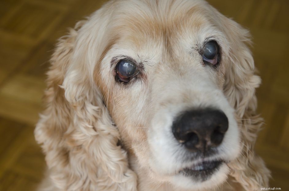 Understanding Cloudy Eyes in Dogs: Causes, Symptoms, and Vet Care