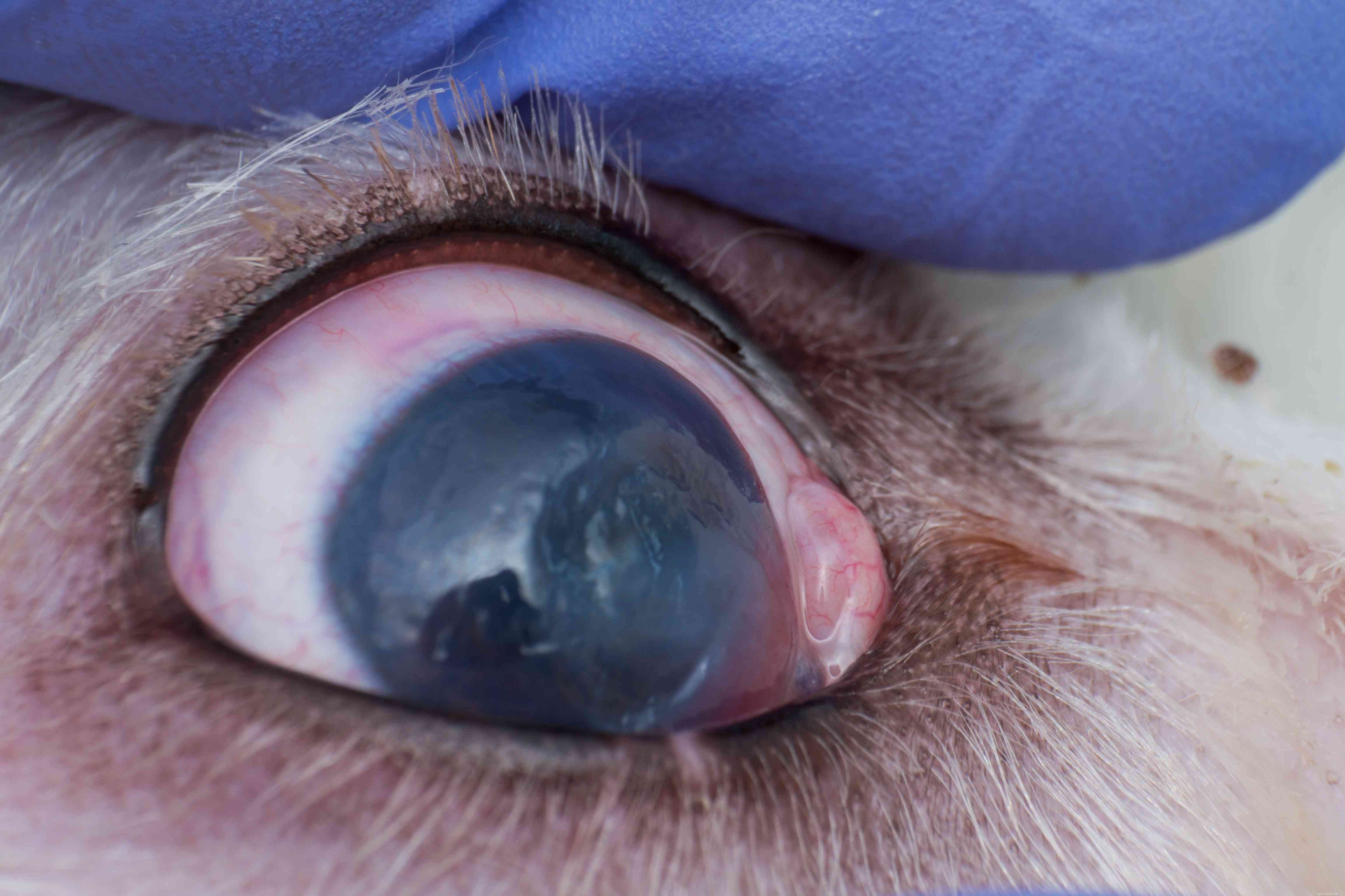 Understanding Cloudy Eyes in Dogs: Causes, Symptoms, and Vet Care
