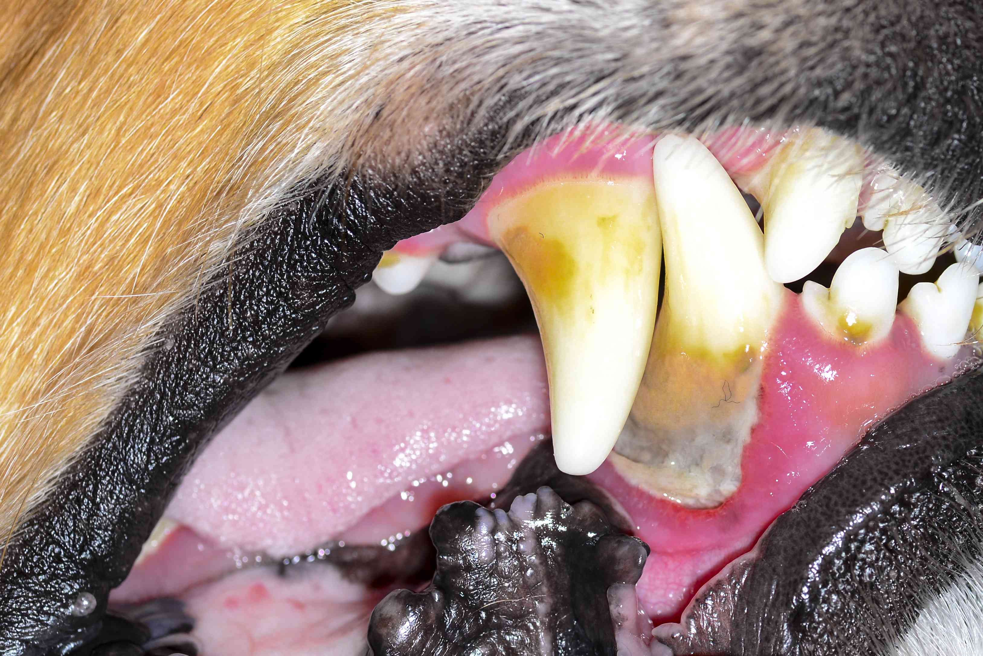 Bad Breath in Dogs: Causes, Symptoms, and How to Fix It