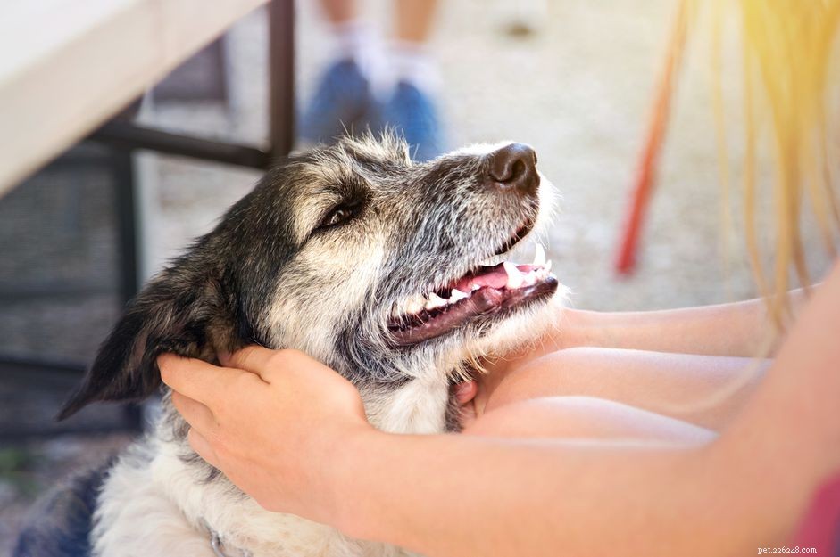 Bad Breath in Dogs: Causes, Symptoms, and How to Fix It