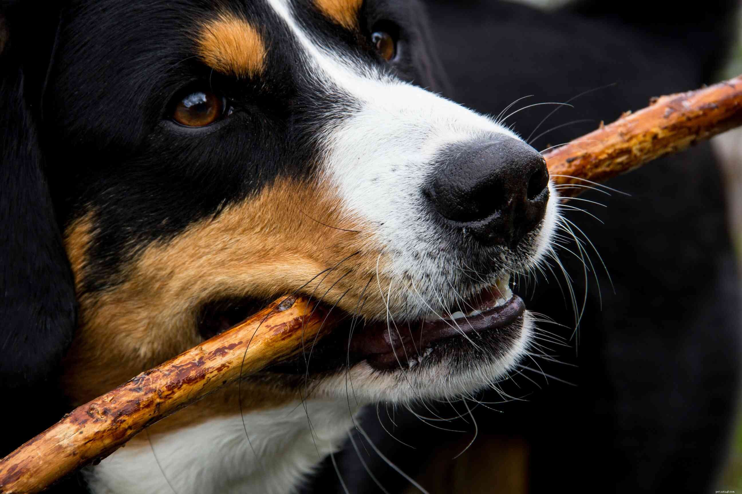 Bad Breath in Dogs: Causes, Symptoms, and How to Fix It