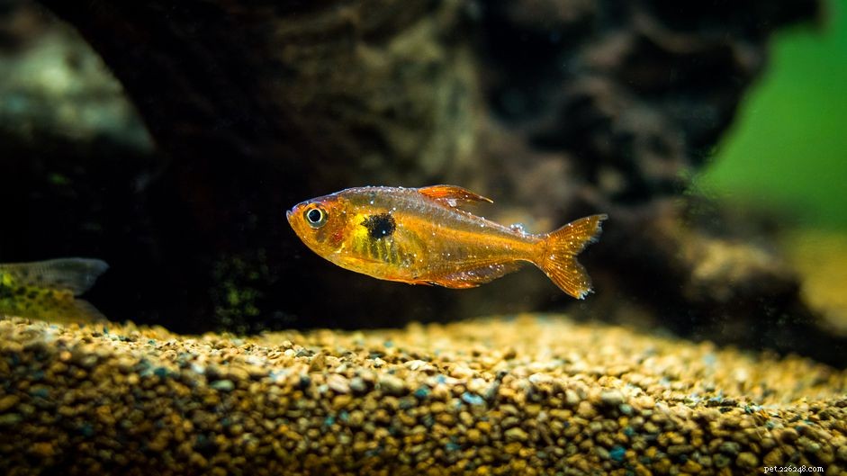 Decoding the Life Cycle of Saltwater Ich (Cryptocaryon irritans)