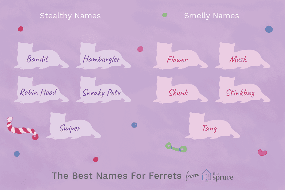 88 Unique Ferret Names to Highlight Their Playful Personality