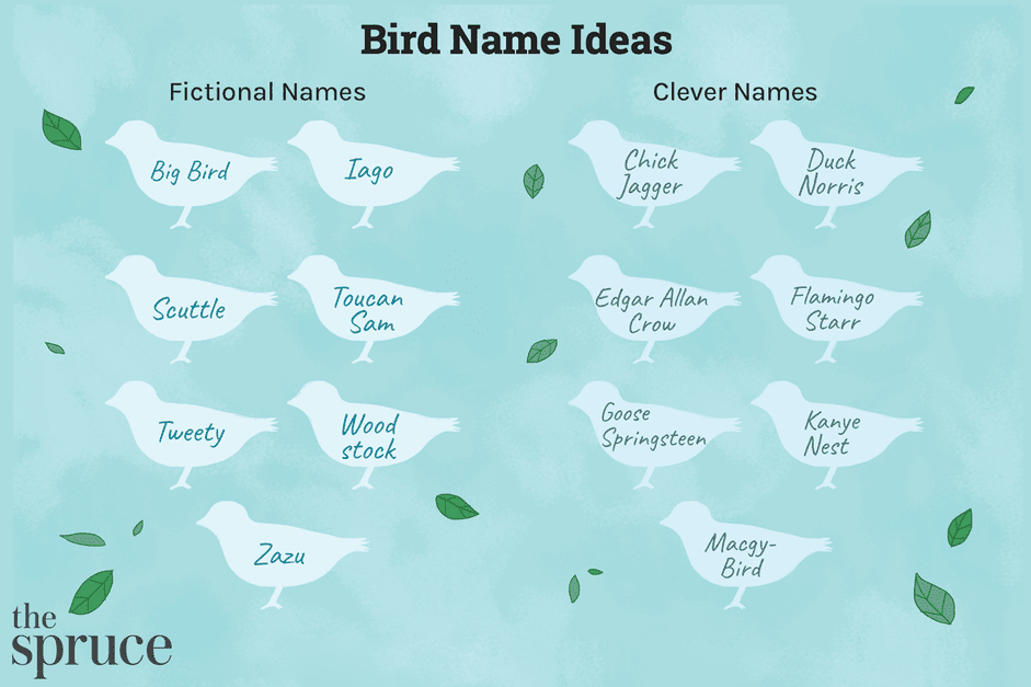 280 Unique Pet Bird Names to Choose From