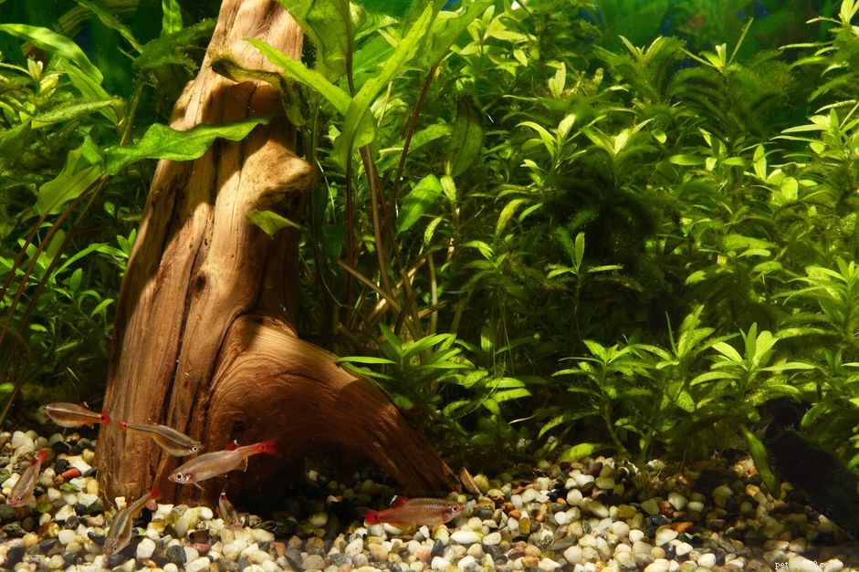 How to Choose the Right Danio Species for Your Aquarium