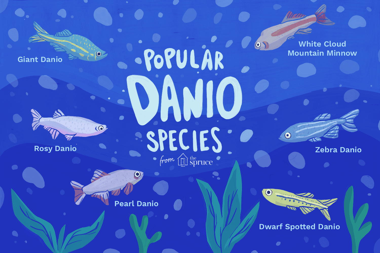 How to Choose the Right Danio Species for Your Aquarium