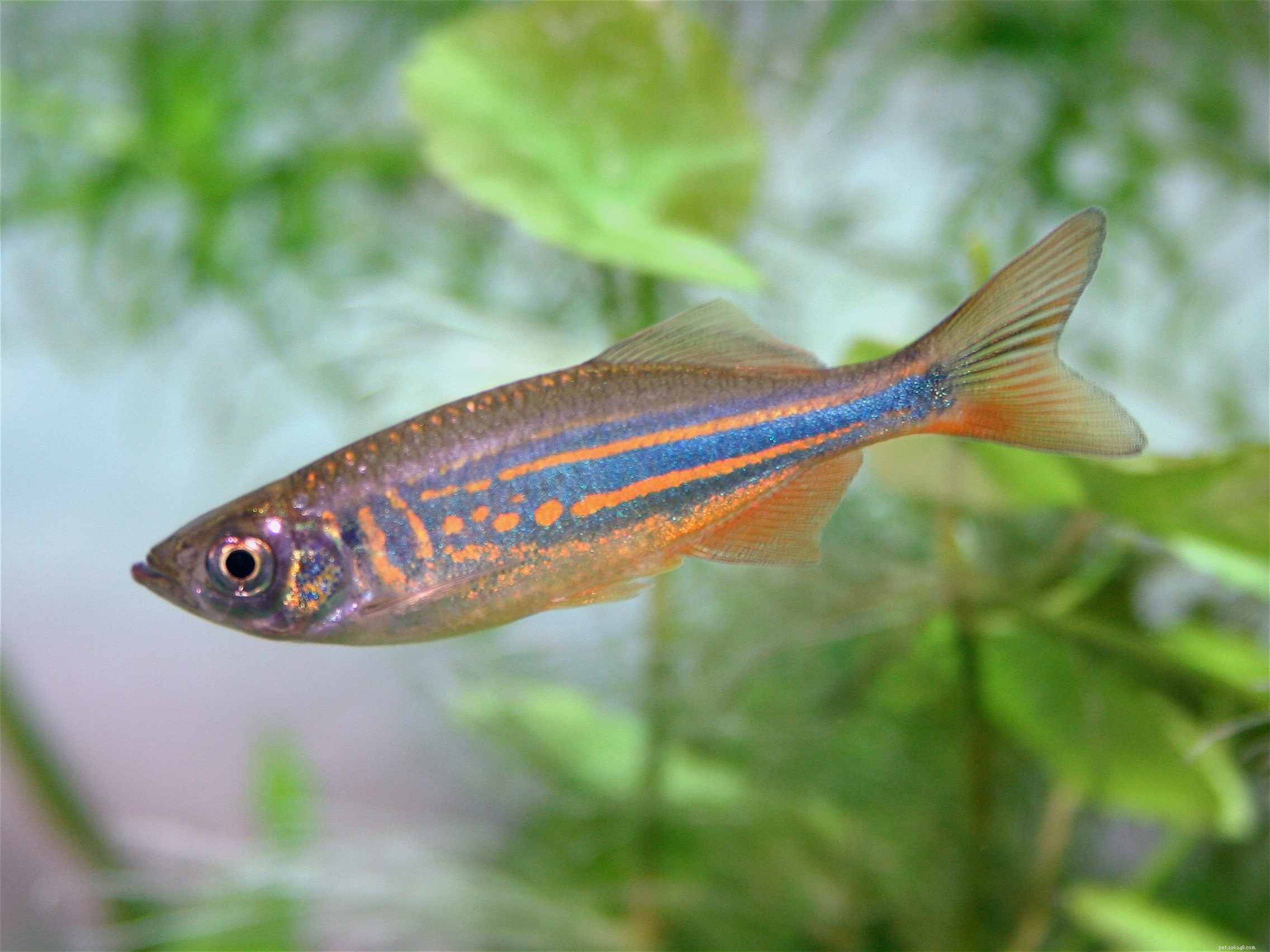 How to Choose the Right Danio Species for Your Aquarium