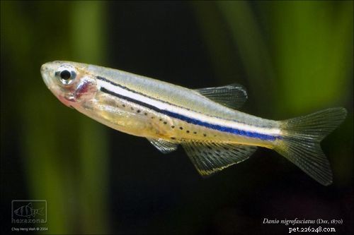 How to Choose the Right Danio Species for Your Aquarium