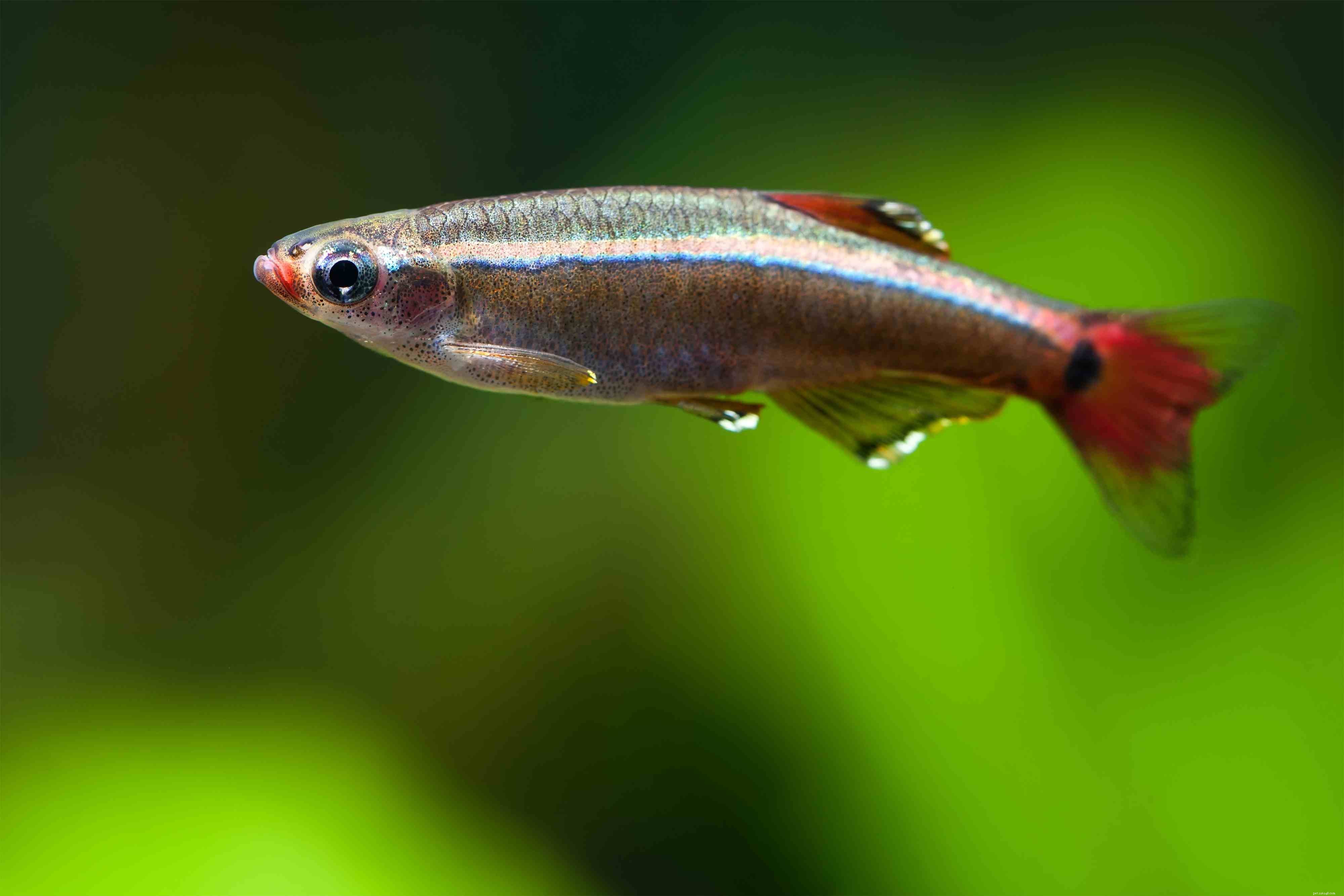 How to Choose the Right Danio Species for Your Aquarium