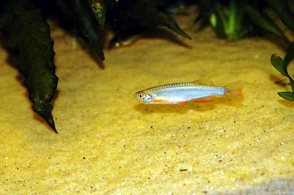 How to Choose the Right Danio Species for Your Aquarium