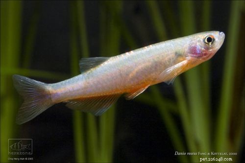 How to Choose the Right Danio Species for Your Aquarium