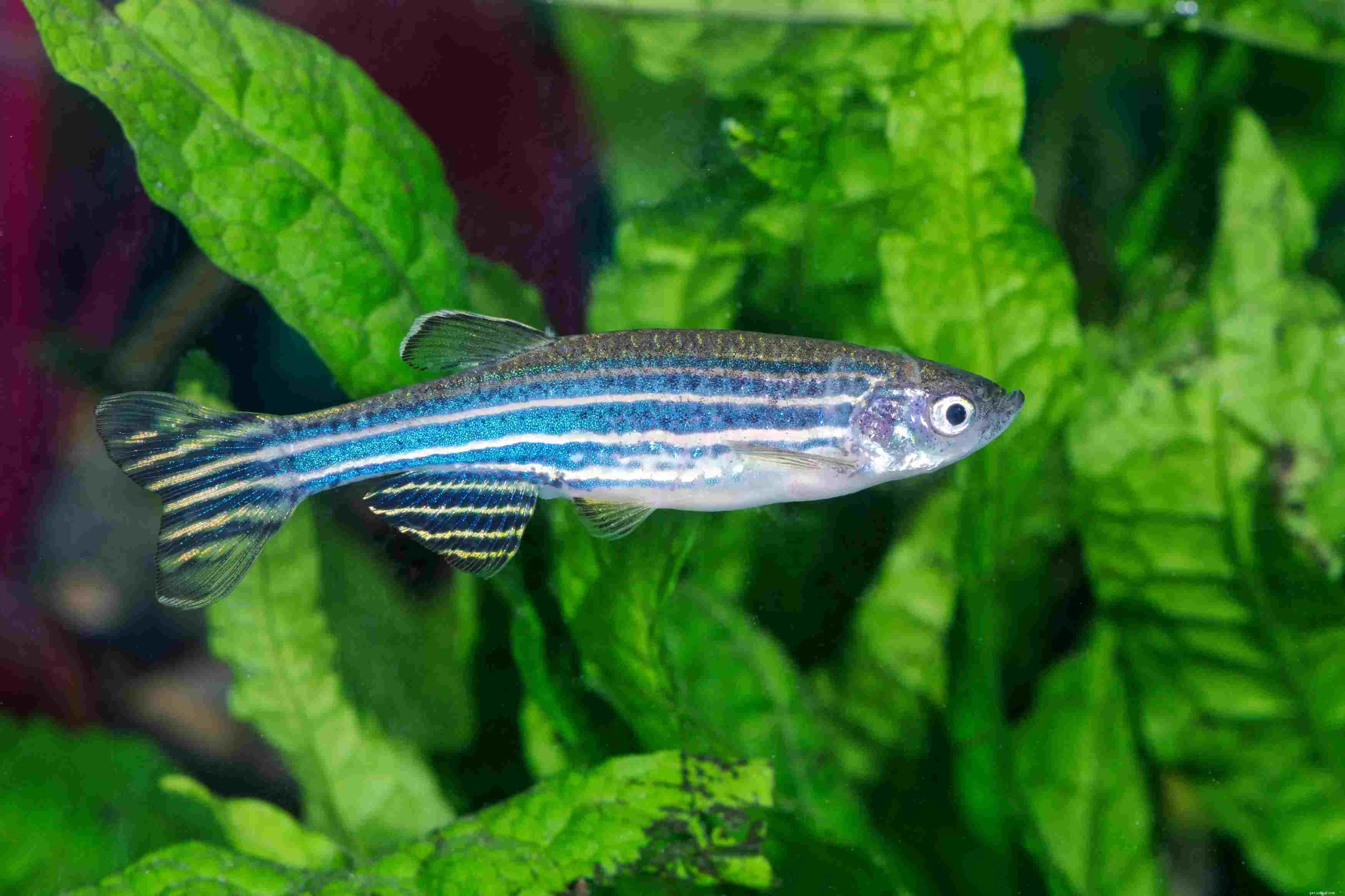 How to Choose the Right Danio Species for Your Aquarium