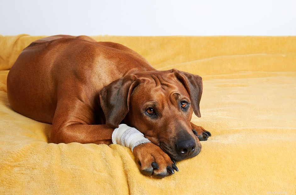 Professional Guide: Safely Cleaning and Caring for Your Dog’s Wound at Home