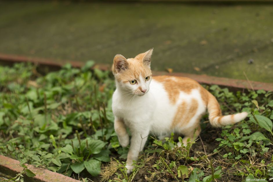 Understanding and Treating Cat Limping: Causes, Care, and Prevention