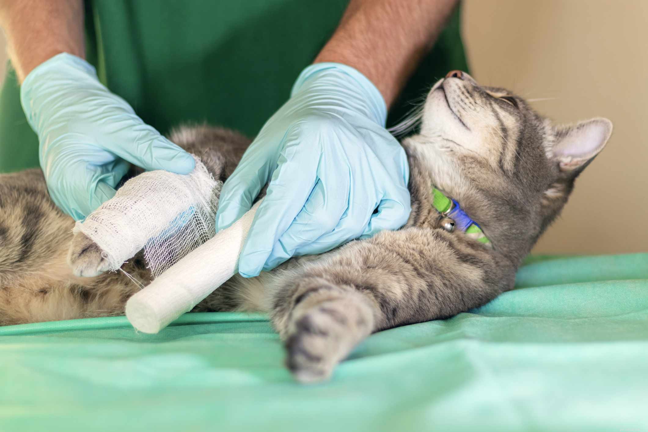Understanding and Treating Cat Limping: Causes, Care, and Prevention