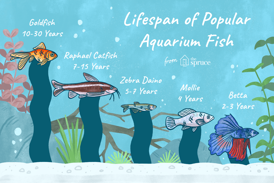 Aquarium Fish Lifespan Guide: How Long Do They Live?