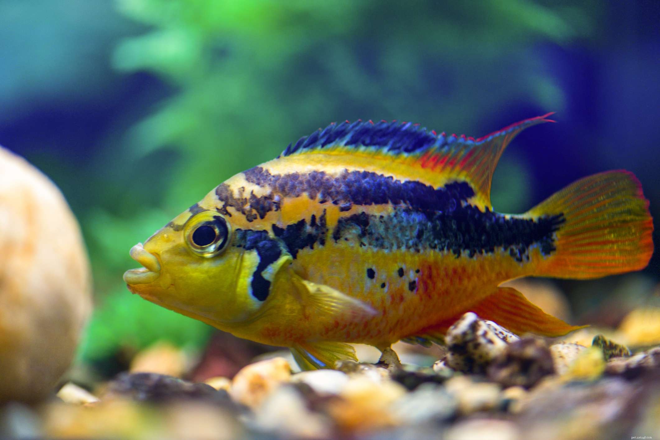 Convict Cichlid Profile: Characteristics, Care & Breeding Guide
