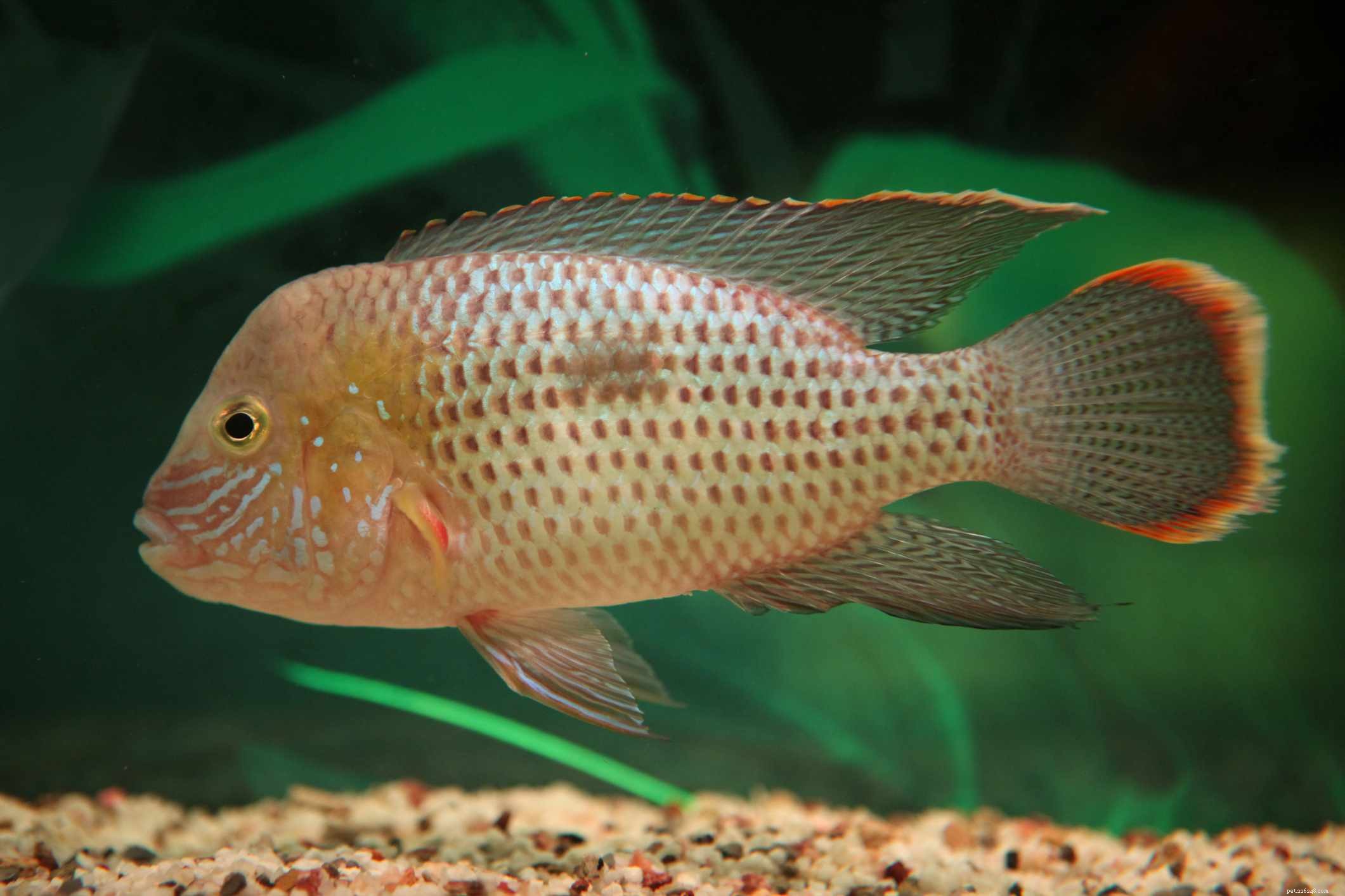 Convict Cichlid Profile: Characteristics, Care & Breeding Guide