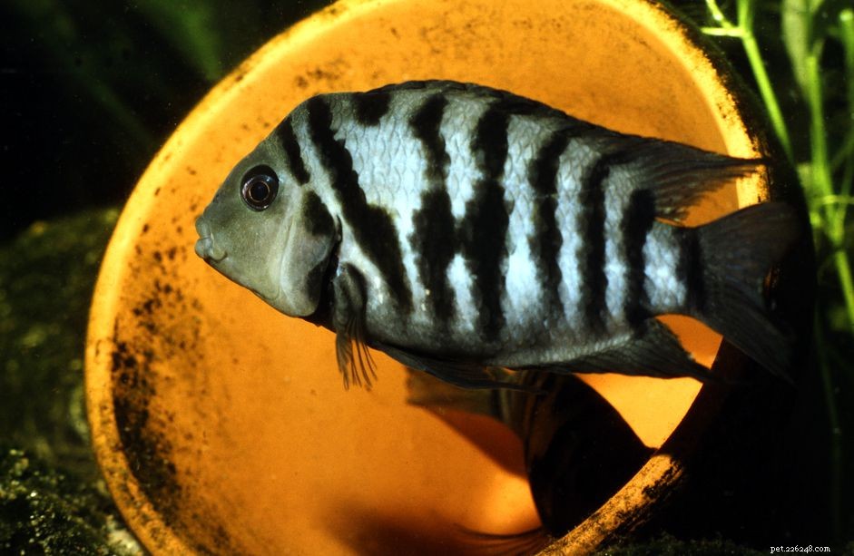 Convict Cichlid Profile: Characteristics, Care & Breeding Guide