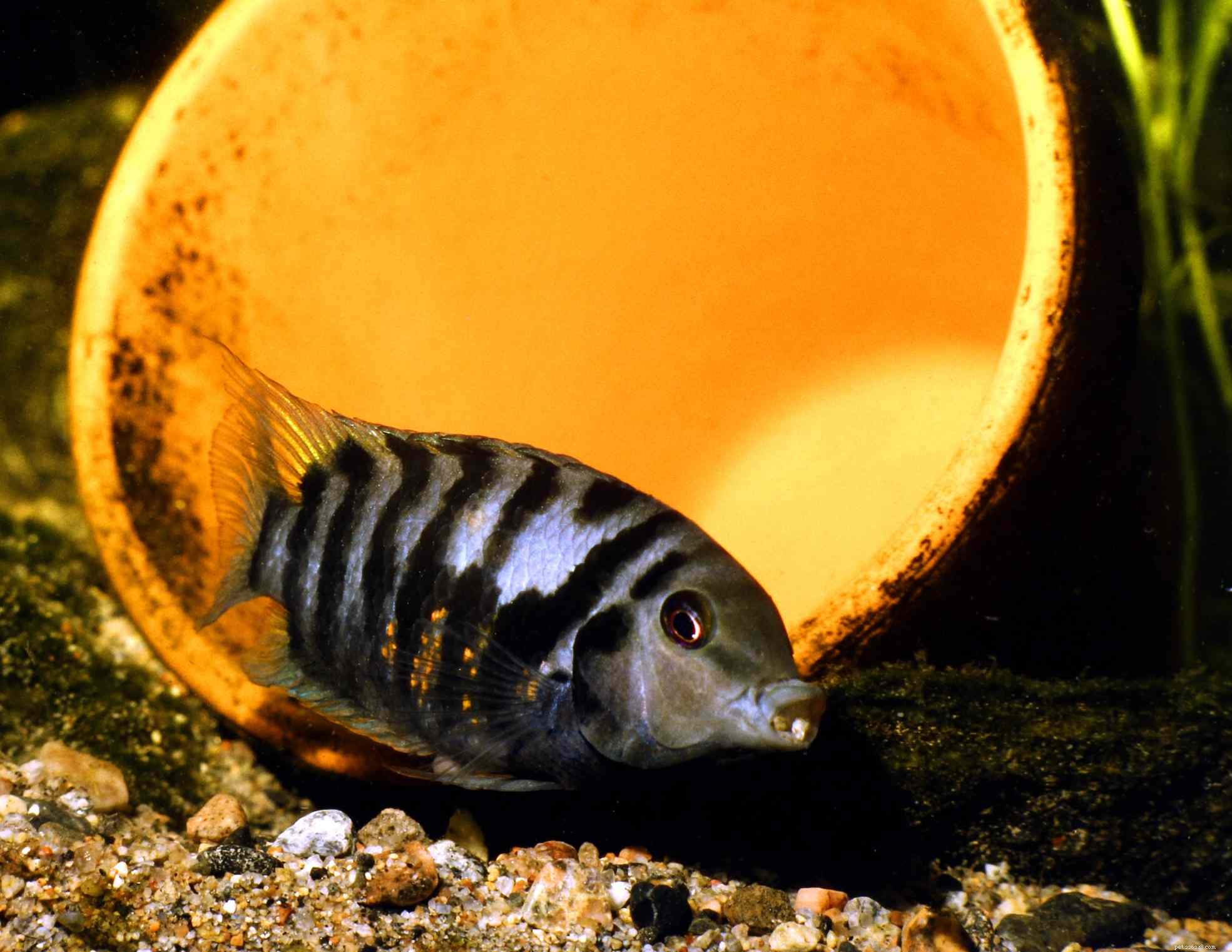 Convict Cichlid Profile: Characteristics, Care & Breeding Guide