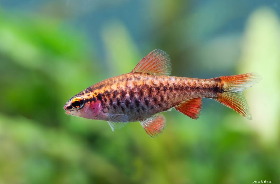 Cherry Barb Guide: Care, Characteristics & Tank Setup